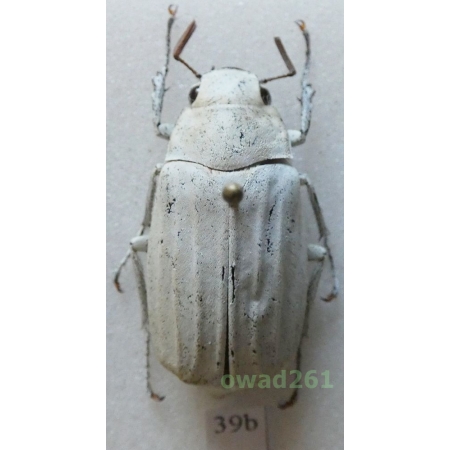 Lepidiota stigma (Fabricius, 1798) 27mm Thailand39b
